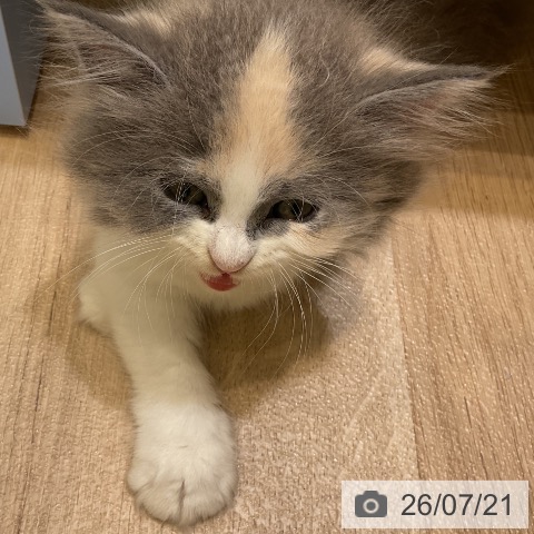 サイベリアンの写真