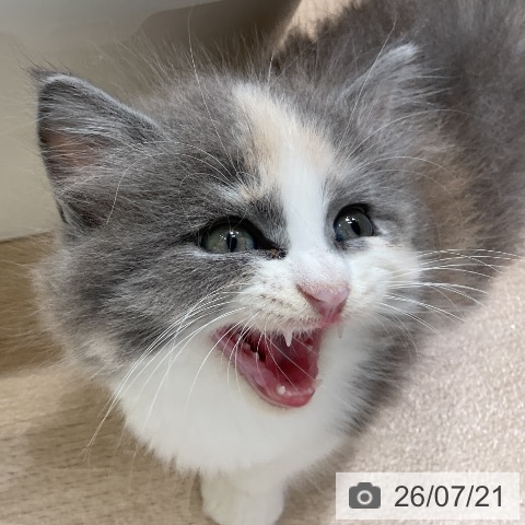 サイベリアンの写真