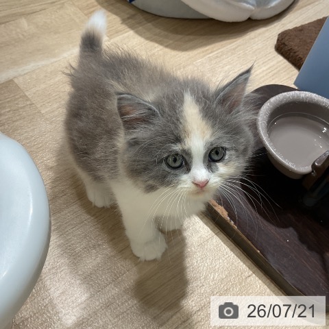 サイベリアンの写真