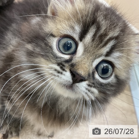 ミヌエットの写真