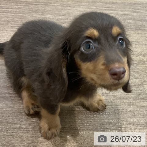 ミニチュア・ダックスフンドの写真