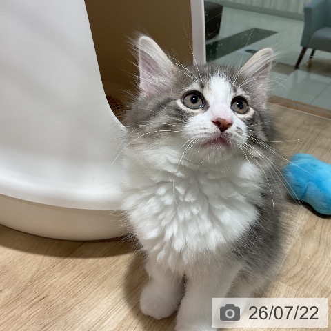 ノルウェージャンフォレストキャットの写真
