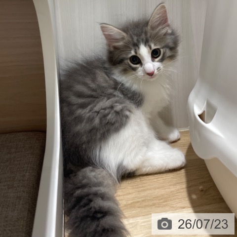 ノルウェージャンフォレストキャットの写真