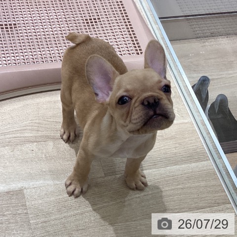 宮城県のフレンチブルドッグ (ペットプラス 仙台上杉店/2026年5月22日生まれ/男の子/クリーム)の子犬の4枚目の画像