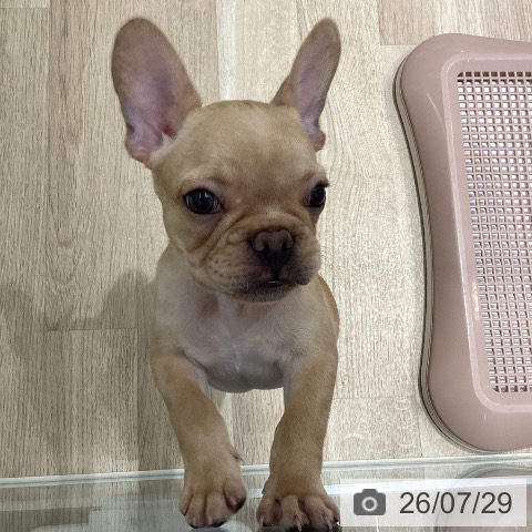 宮城県のフレンチブルドッグ (ペットプラス 仙台上杉店/2026年5月22日生まれ/男の子/クリーム)の子犬の3枚目の画像