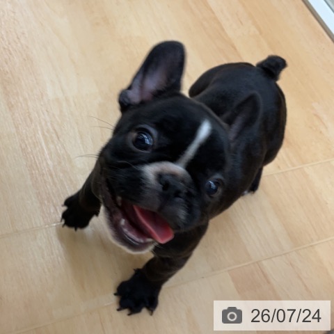 フレンチ・ブルドッグの写真