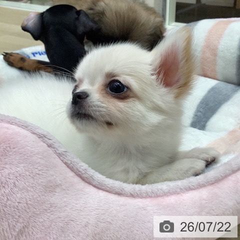 チワワの写真