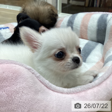チワワの写真