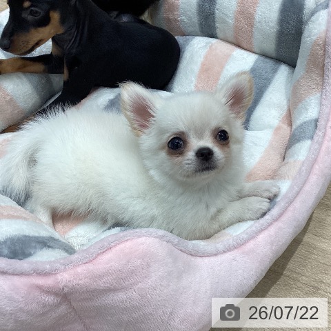 チワワの写真