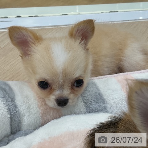 チワワの写真