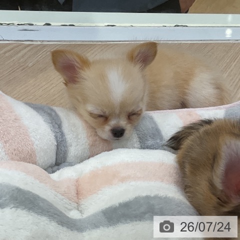 チワワの写真