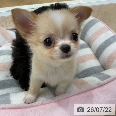 愛知県のチワワ(ロング) (ペットプラス ナゴヤドーム前店/2026年5月22日生まれ/男の子/クリームホワイト)の子犬の3枚目の画像