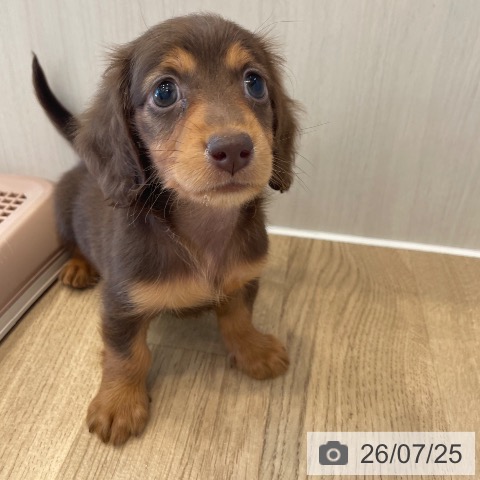 ミニチュア・ダックスフンドの写真