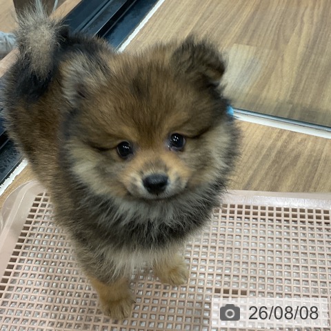 埼玉県のポメラニアン (ペッツワン 新座店/2026年5月22日生まれ/男の子/オレンジセーブル)の子犬の4枚目の画像