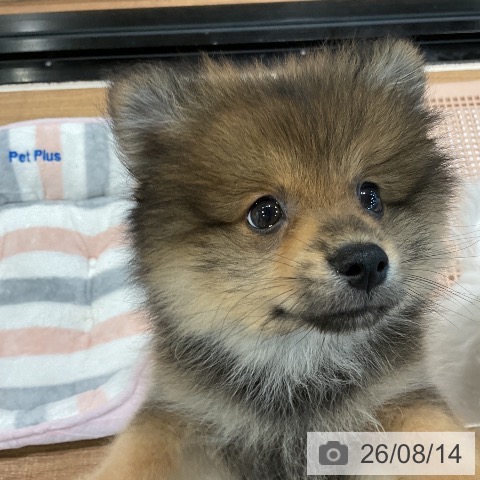 埼玉県のポメラニアン (ペッツワン 新座店/2026年5月22日生まれ/男の子/オレンジセーブル)の子犬の3枚目の画像