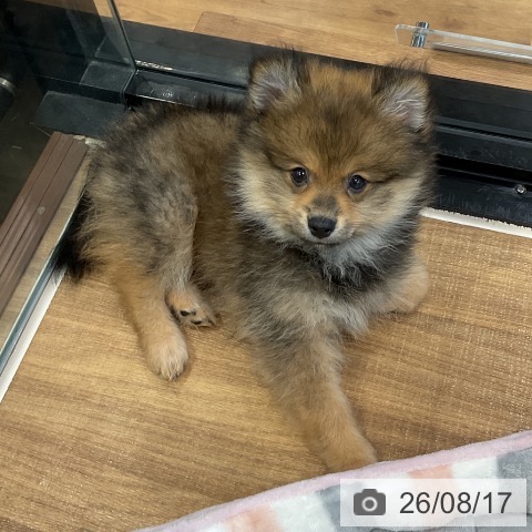 埼玉県のポメラニアン (ペッツワン 新座店/2026年5月22日生まれ/男の子/オレンジセーブル)の子犬の3枚目の画像