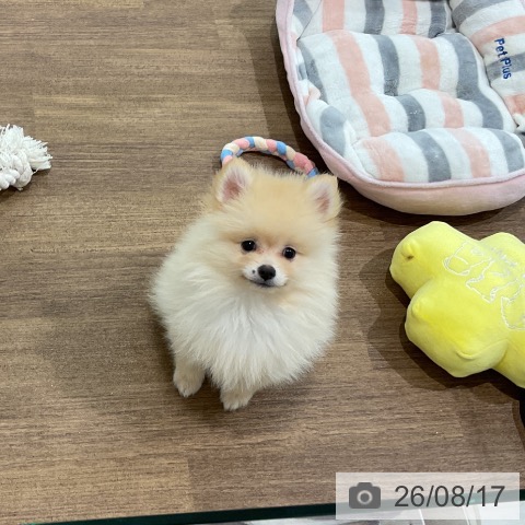 埼玉県のポメラニアン (ペッツワン 吉川美南店/2026年5月22日生まれ/男の子/クリーム)の子犬の4枚目の画像