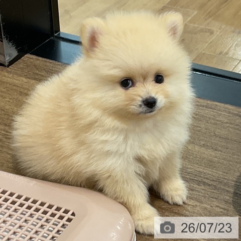 ポメラニアンの写真