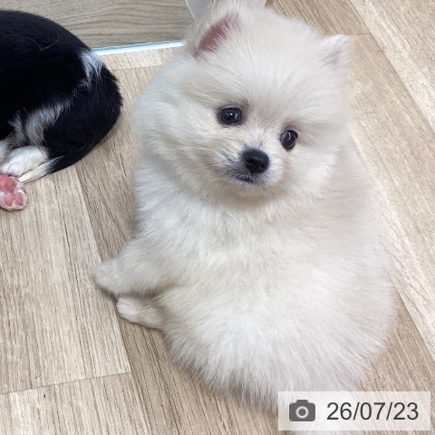 千葉県のポメラニアン (ペットプラス 船橋店/2026年5月22日生まれ/男の子/クリーム)の子犬の4枚目の画像