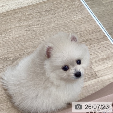 千葉県のポメラニアン (ペットプラス 船橋店/2026年5月22日生まれ/男の子/クリーム)の子犬の3枚目の画像