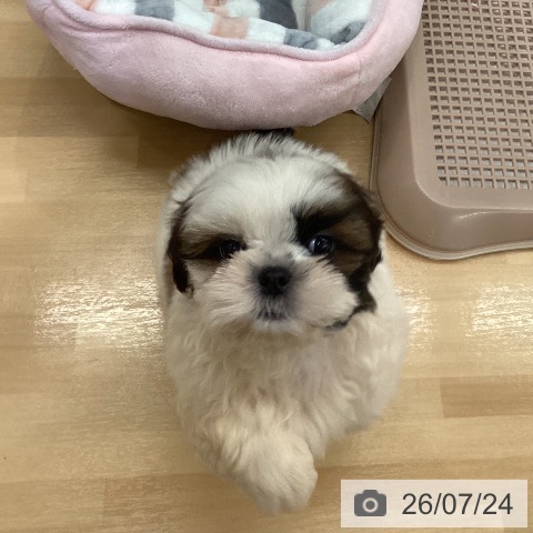 長野県のシーズー (ペットプラス 松本店/2026年5月22日生まれ/男の子/ホワイトゴールド)の子犬の4枚目の画像