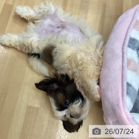 長野県のシーズー (ペットプラス 松本店/2026年5月22日生まれ/男の子/ホワイトゴールド)の子犬の3枚目の画像