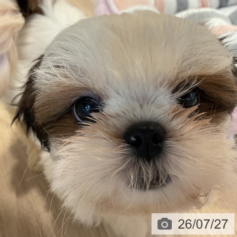 愛知県のシーズー (ペットプラス 岡崎店/2026年5月22日生まれ/女の子/ホワイトゴールド)の子犬の3枚目の画像