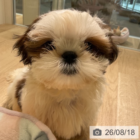 愛知県のシーズー (ペットプラス 三好店/2026年5月22日生まれ/女の子/ホワイトゴールド)の子犬の3枚目の画像