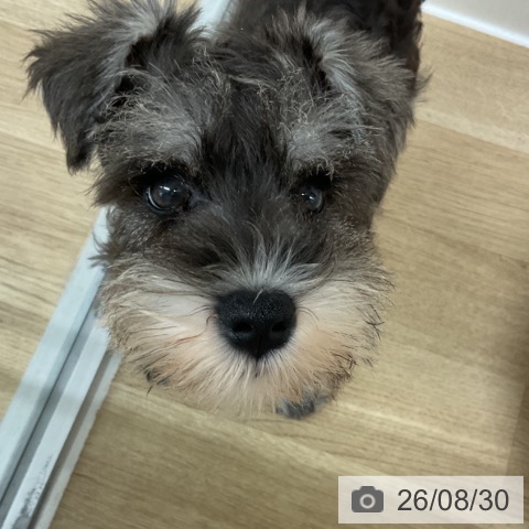 ミニチュア・シュナウザーの写真