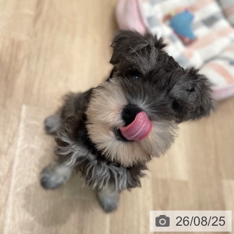 ミニチュア・シュナウザーの写真