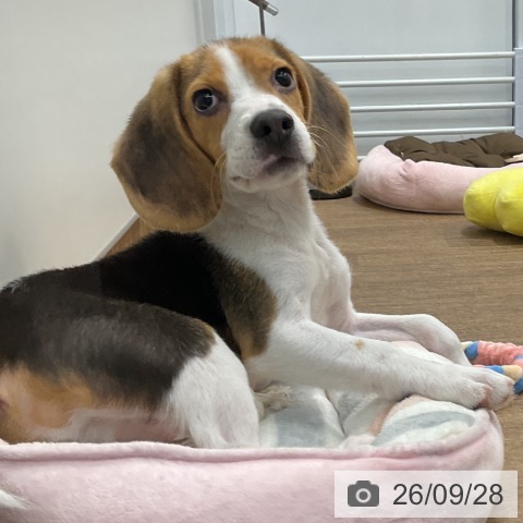 神奈川県のビーグル (ペッツワン 鎌倉梶原店/2026年5月22日生まれ/男の子/ブラックタンホワイト)の子犬の3枚目の画像