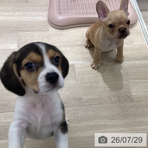 宮城県のビーグル (ペットプラス 仙台上杉店/2026年5月22日生まれ/男の子/ブラックタンホワイト)の子犬の3枚目の画像