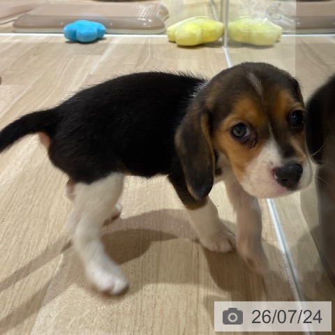 埼玉県のビーグル (ペットプラス ららぽーと富士見店/2026年5月22日生まれ/男の子/ブラックタンホワイト)の子犬の4枚目の画像