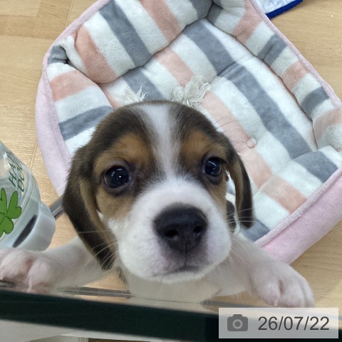 ビーグルの写真