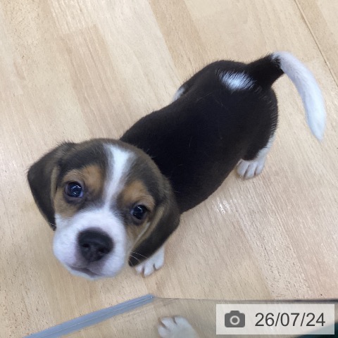 埼玉県のビーグル (ペットプラス 羽生店/2026年5月22日生まれ/男の子/ブラックタンホワイト)の子犬の3枚目の画像