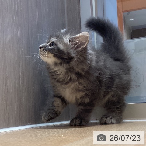 鹿児島県のサイベリアン (ペットプラス 姶良店/2026年5月19日生まれ/男の子/ブルータビー)の子猫の4枚目の画像