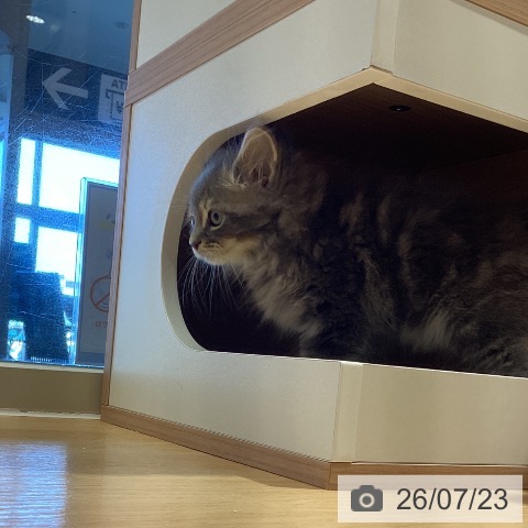 鹿児島県のサイベリアン (ペットプラス 姶良店/2026年5月19日生まれ/男の子/ブルータビー)の子猫の3枚目の画像