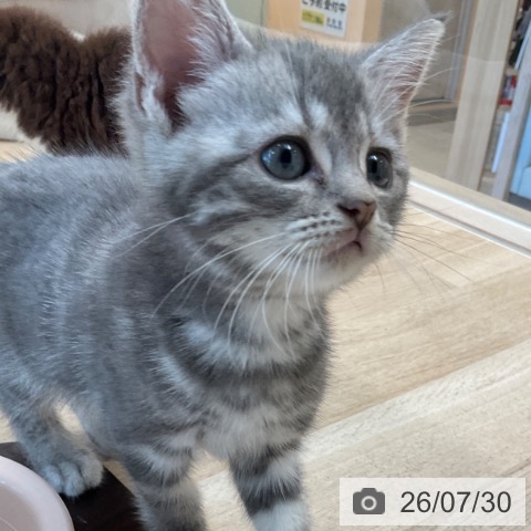 福岡県のアメリカンショートヘアー (ペットプラス ららぽーと福岡店/2026年5月22日生まれ/女の子/ブルータビー)の子猫の4枚目の画像