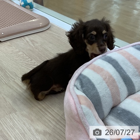 ミニチュア・ダックスフンドの写真