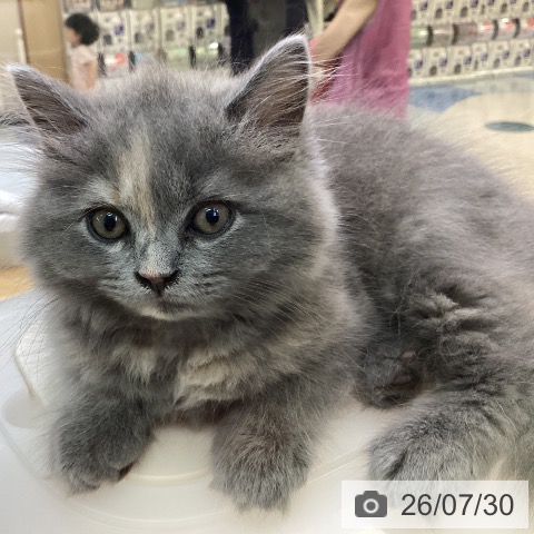 スコティッシュフォールドの写真