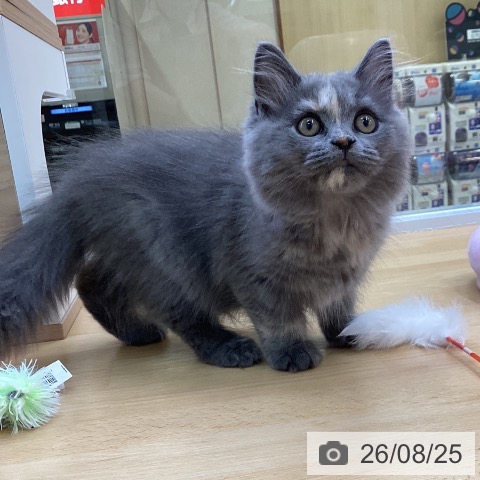 スコティッシュフォールドの写真