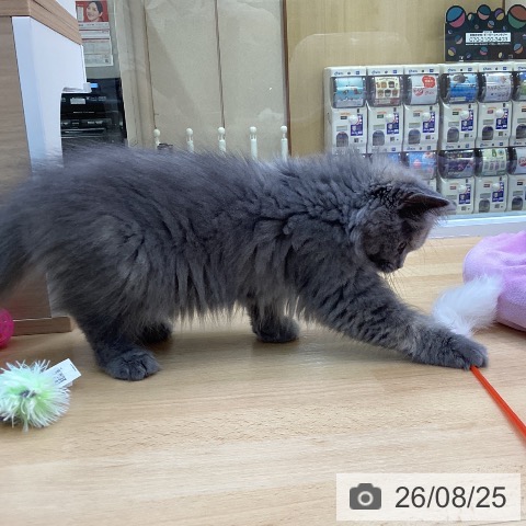 スコティッシュフォールドの写真