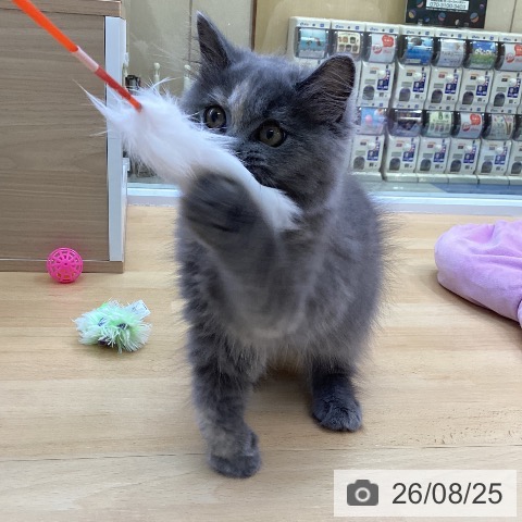 スコティッシュフォールドの写真