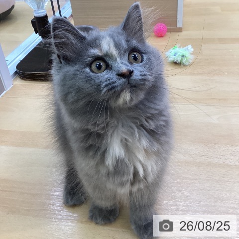 スコティッシュフォールドの写真
