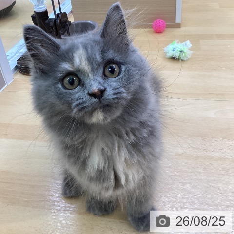 スコティッシュフォールドの写真