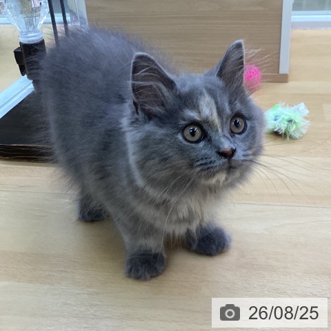 スコティッシュフォールドの写真