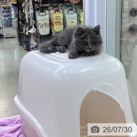 スコティッシュフォールドの写真