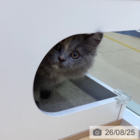 スコティッシュフォールドの写真