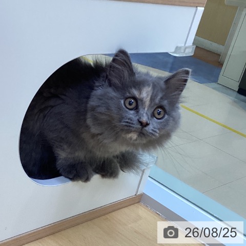 スコティッシュフォールドの写真