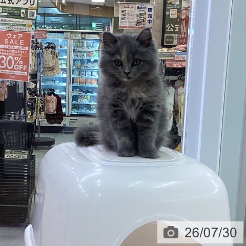 愛知県のスコティッシュフォールド (ペットプラス 三好店/2026年5月23日生まれ/女の子/ブルークリーム)の子猫の4枚目の画像